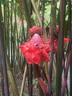 red flower red flower